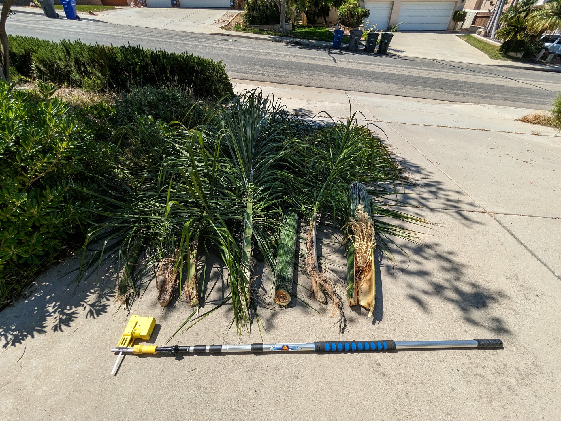 Potted Queen Palm trees and SFT20-2 with telescopic pole 