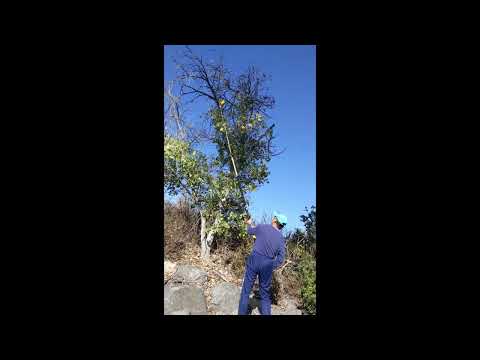 Quick pruning using SFT20-2 electric pole saw 